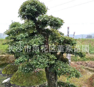 苗圃批發(fā)20-22-25公分的欏木石楠樹 造型樹樹形美觀價格實惠