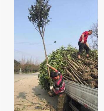 成都高桿桂花批發(fā)基地 園林綠化 常綠喬木 苗木 工程綠化 園林