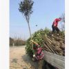 成都高桿桂花批發基地 園林綠化 常綠喬木 苗木 工程綠化 園林