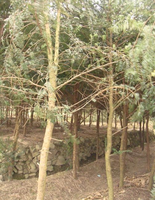 紅豆杉實生苗移植苗