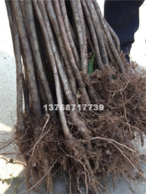 廣西桂林楊梅苗