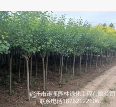 批發(fā)綠化苗木叢生丁香 嫁接獨(dú)桿丁香