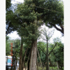 福建香樟批發(fā)福建香樟基地福建香樟價(jià)格