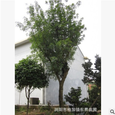 供應(yīng)綠化大型喬木——欏木石楠，刺冬青，移栽欏木石楠。