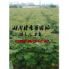 欒樹苗價(jià)格,欒樹小苗價(jià)格,常德欒樹苗價(jià)格