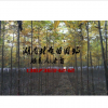 4公分欒樹價(jià)格,3公分|4公分|5公分欒樹價(jià)格