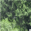 綠化工程 松樹小苗 掃墓松 各種規(guī)格