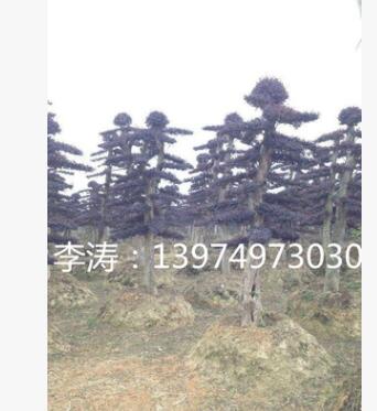 10公分造型紅花繼木 免費(fèi)指導(dǎo)紅花繼木嫁接技術(shù) 修剪 維護(hù)