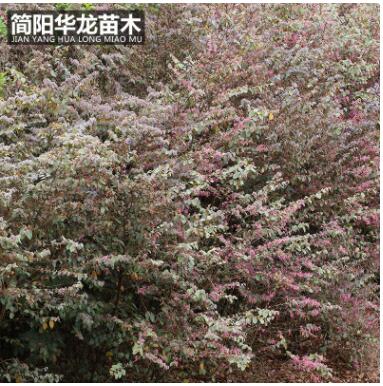 供應(yīng)優(yōu)質(zhì)紅花繼木苗木 城市綠化工程苗木紅繼木量大出售批發(fā)