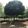 桂花樹苗 金桂桂花苗盆栽植物 花椒嫁接樹苗批發 園林植物嫁接苗