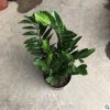 金錢樹盆栽綠植花卉觀賞植物觀葉植物美化環(huán)境凈化空氣