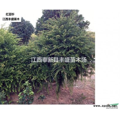 供應色塊苗、地被苗、金邊黃楊、金葉女貞、春鵑、夏菊、時花