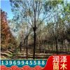 直銷8-30公分國槐樹貨源充足價格合理