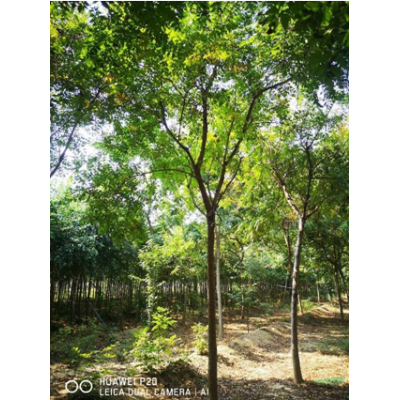 今年北欒旱情怎么樣 哪里的北欒便宜