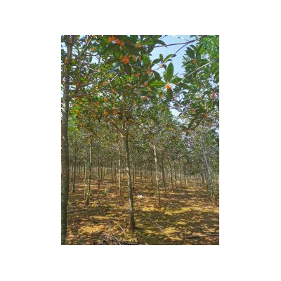 單桂廠里批發，5-6公分丹桂苗木基地，江西九江朱砂紅丹桂出售