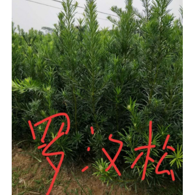 羅漢松小苗供應，江西九江羅漢松
