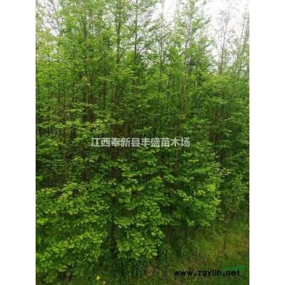 無患子小苗、欒樹小苗、櫸樹小苗、樸樹小苗、紅豆杉小苗、