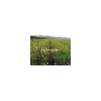 江西長林系油茶苗百萬株供應(yīng)
